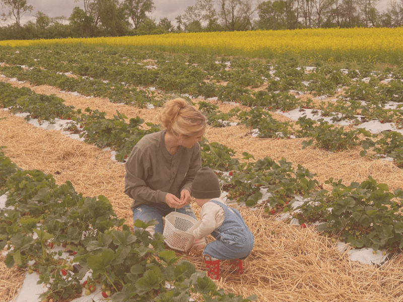 Pick Your Own Berries at These Adorable You-Pick Indiana Fruit&nbsp;Farms