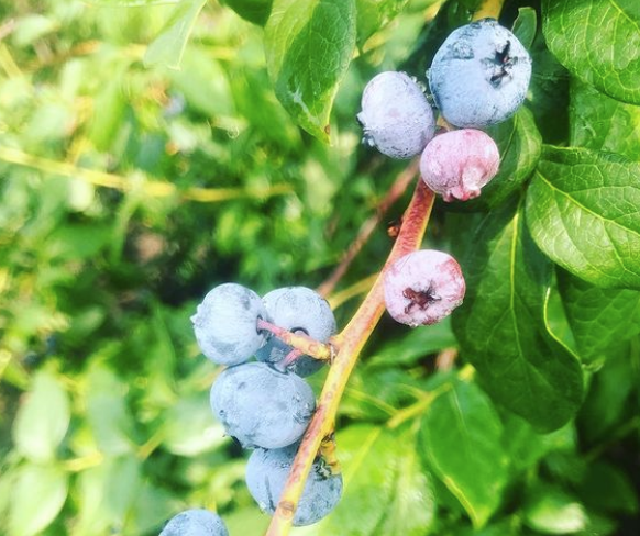 Eenigenburg's Berry Farm - Indiana You Pick Farm 