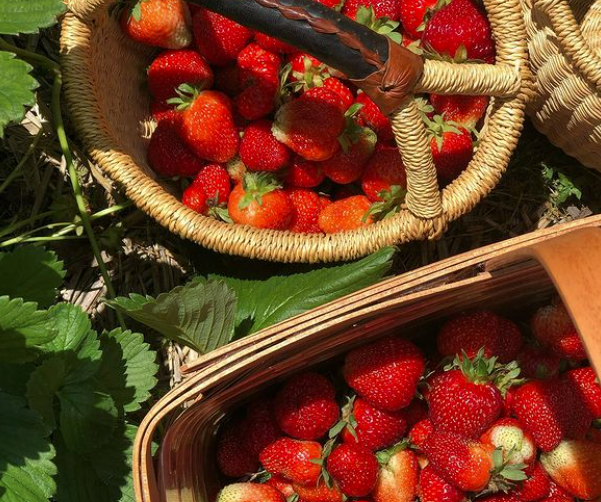 Cordes Berry Farm - Indiana You Pick Farm 