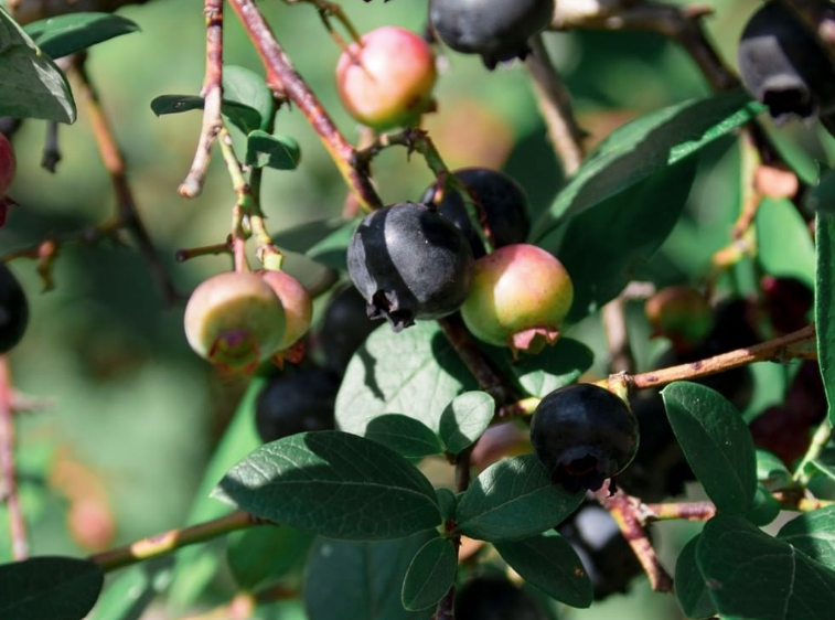 Zink Berry and Kiko Goats - Indiana You Pick Farm 