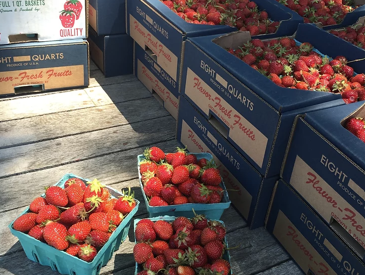 Yoder''s Upick Strawberry Patch - Indiana You Pick Farm 
