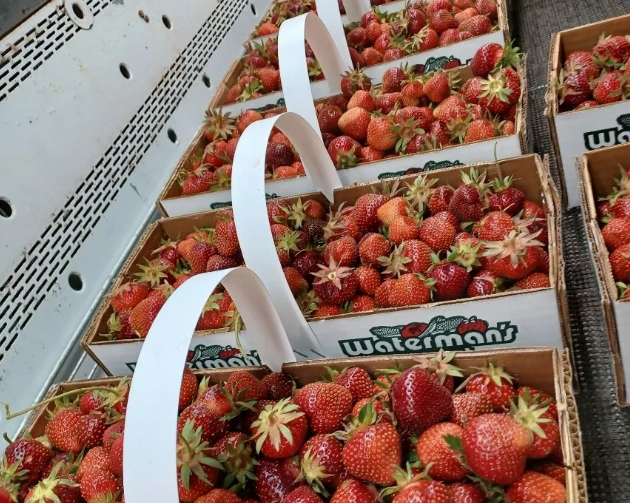 Waterman's Family Farm - Indiana You Pick Farm 