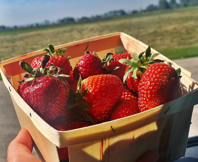 GuseBerries - Indiana You Pick Farm 