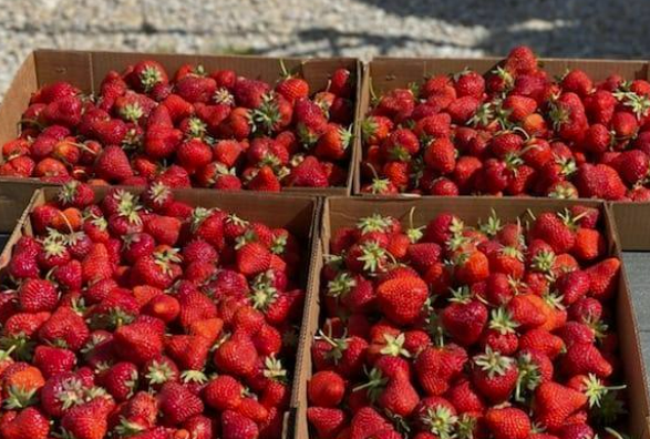 Farview Orchard - Indiana You Pick Farm 