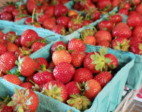 Clark's Berry Farm - Indiana You Pick Farm 