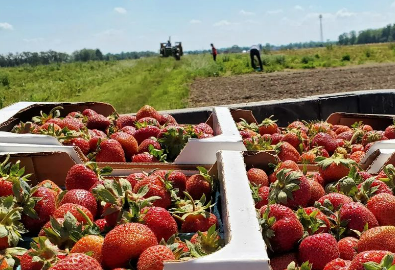 Hilger Family Farm - Indiana You Pick Farm 