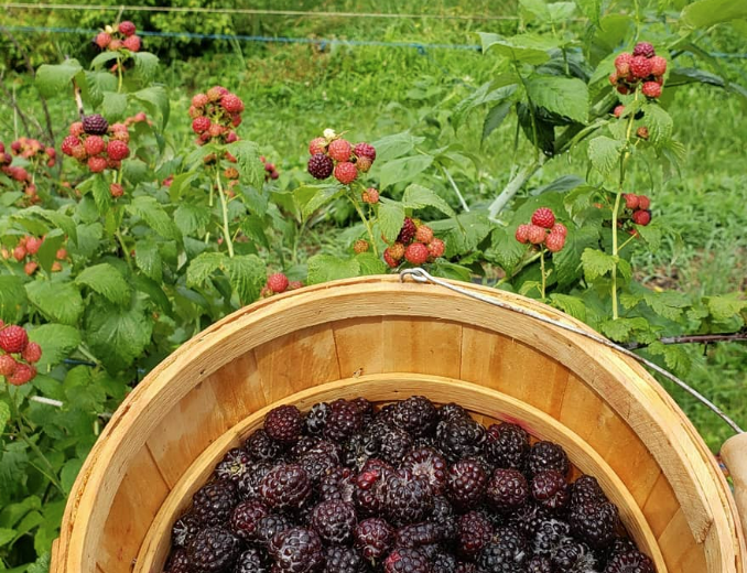 Berry Best Farm - Indiana You Pick Farm 