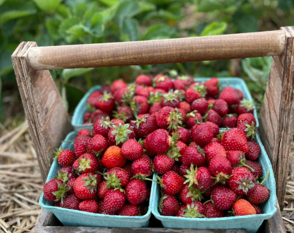 Loftus Farms - Indiana You Pick Farm 