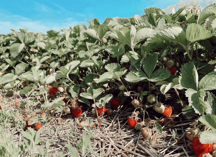 Johnson's Farm Produce - Indiana You Pick Farm 