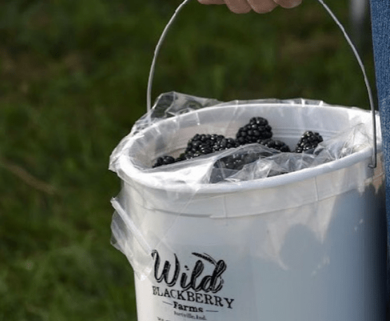 Wild Blackberry Farms - Indiana You Pick Farm 