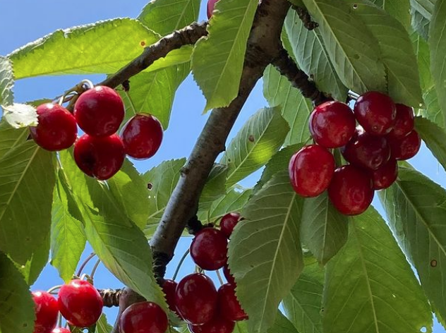 Countryside Orchard - Indiana You Pick Farm 